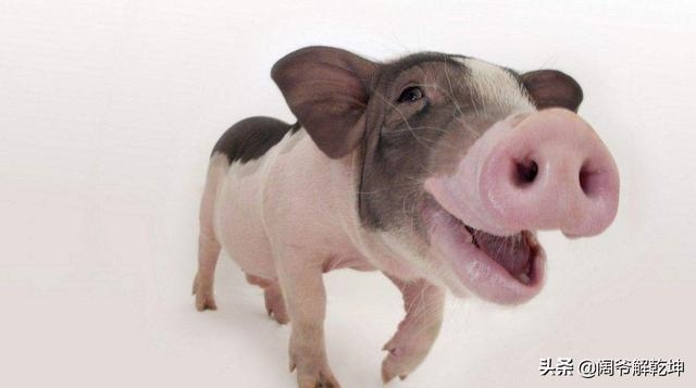 属蛇今日运势最准新浪，新浪星座运势今日运势