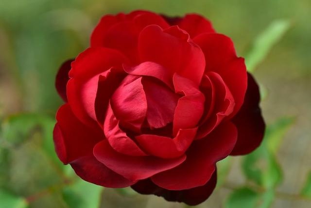 恋爱最甜蜜的4组生肖配对，不出轨长久生肖配对