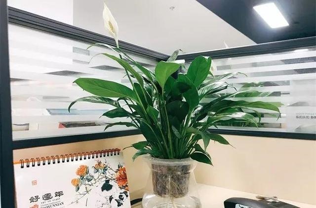 属虎的人最旺的植物，属虎人的旺财植物