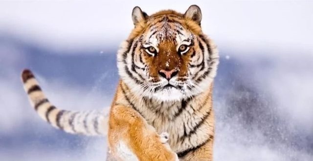 4年属虎的人今年财运如何,74年属虎的人2022