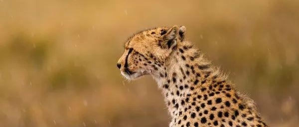 十月出生的蛇命运如何，十月的蛇是什么命