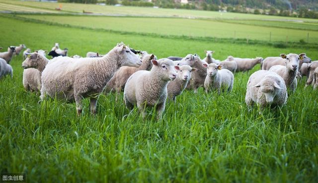 羊蛇是羊还是蛇，属蛇和属羊的合不合