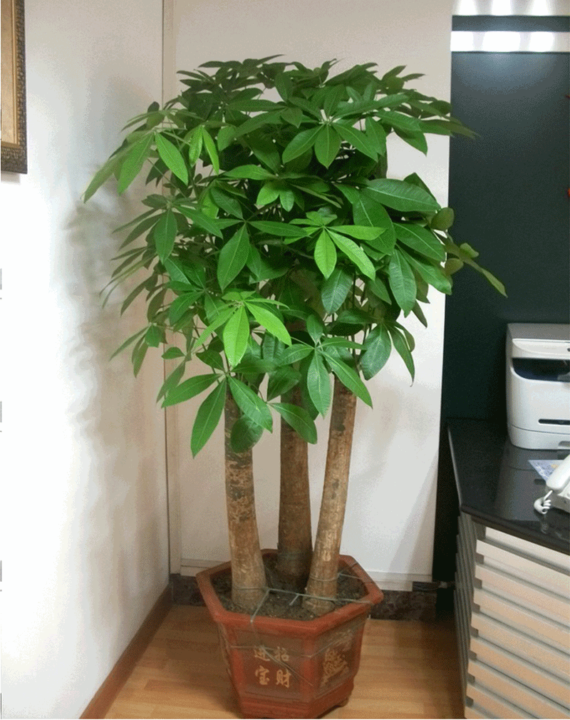 属蛇人客厅摆什么花好，属蛇的家里养什么植物好