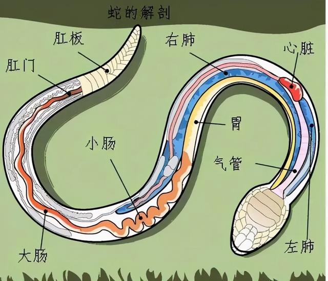 2月份还有蛇出来吗，蛇一般几点出来"