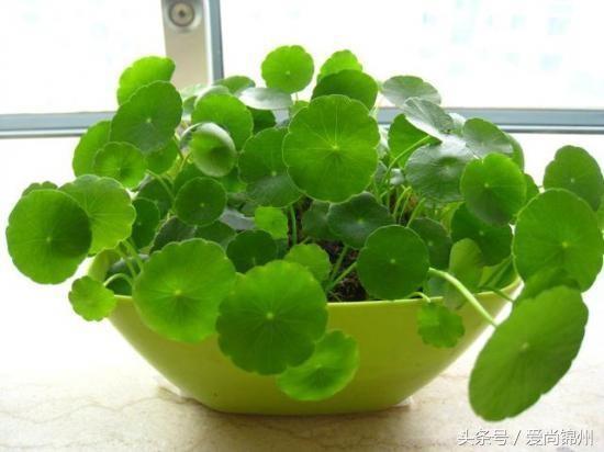 蛇年和什么生肖相冲吗，鸡年和什么生肖相配