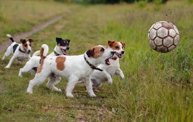 十二生肖岁数年龄对照表，十二生肖年龄对照表