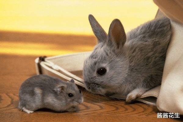 3年属兔今年每月运程，1963年属兔女晚年结局如何"