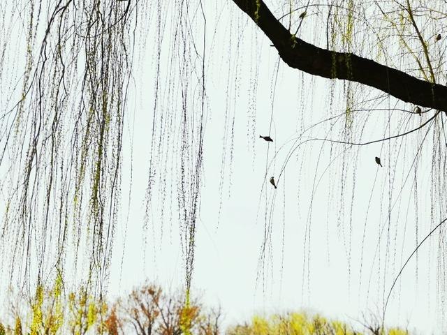 虚岁85属什么，属鼠85岁那年出生