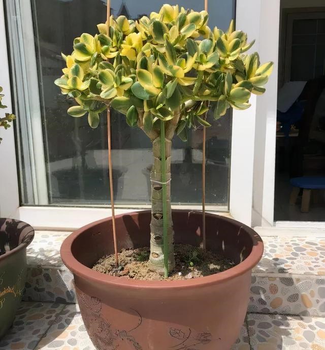 属蛇人家中适合挂哪些画，属蛇的人卧室挂什么画适合