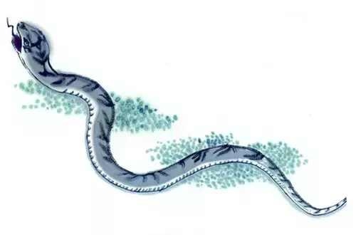 属虎人一生佩戴什么好图片，属虎人一生的吉祥物