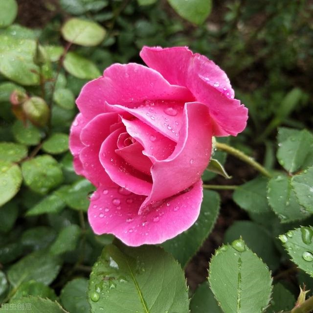 7年蛇女2022年真爱，77年蛇女2022