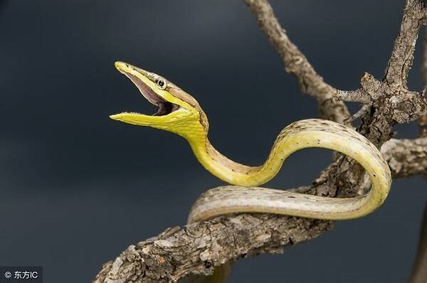 属蛇最招财的 名，属蛇的女生叫什么名字招财