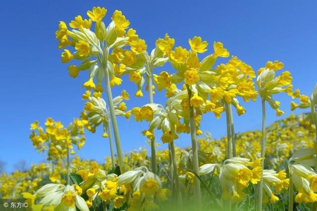 属蛇这个月的财运好吗，属蛇今日财运和运势