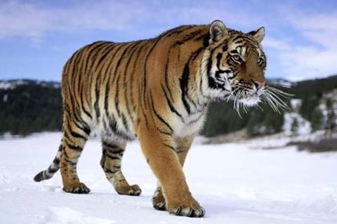 今年1986年的属虎财运，2022 年1986年十月财运