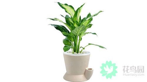 属蛇人风水更好的头像，蛇最招财的微信 名