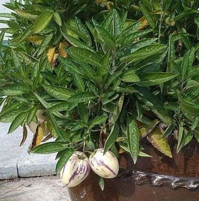 属蛇人家中适合挂哪些画，属蛇的人卧室挂什么画适合