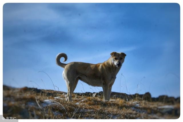 属狗人为何喜欢属蛇人，属蛇的和属狗人和不和