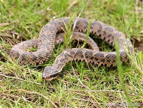 978年属蛇人43岁大难，1977年属蛇的43岁的婚姻运"