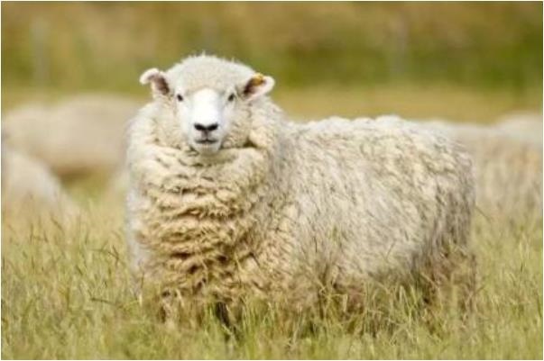 属鸡的和属羊的合不合财，91属羊和93属鸡的配吗