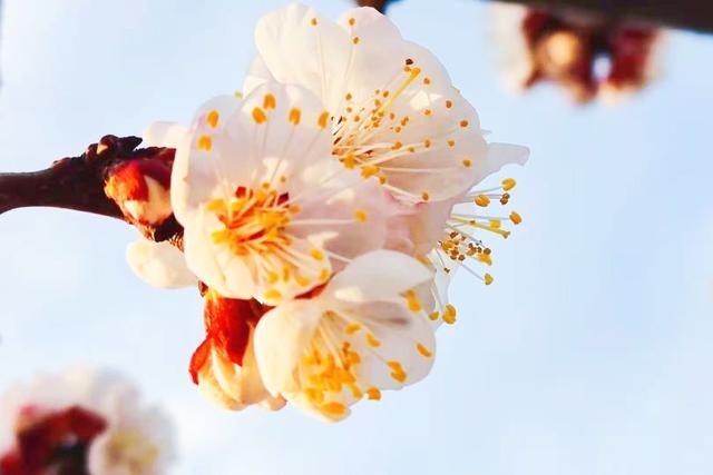 虚岁85属什么，属鼠85岁那年出生