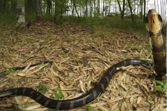 为什么属蛇智商排之一蛇图，射手座智商高的可怕