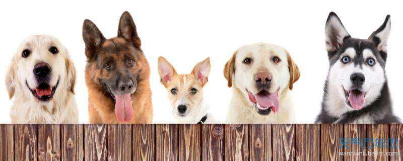 属狗和属猪的合不合婚，属狗男人和属牛女人相配吗