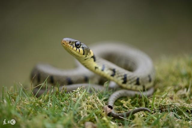 977年属蛇是火命还是土命，77年蛇五行属火还是属土"