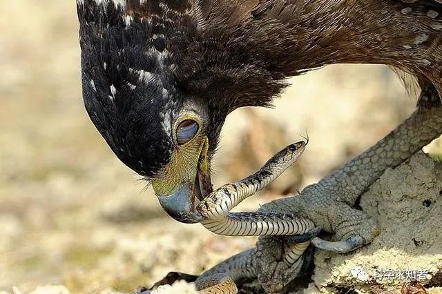 蛇的同类是什么生肖，与蛇为伍是什么生肖