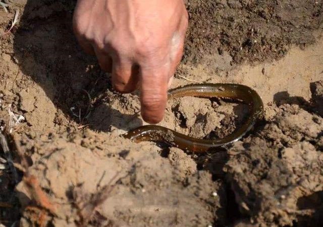 农历8月的蛇好不好，属蛇的人农历8月