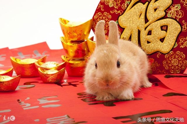 生肖兔的人命运如何,城头土命的人命运如何