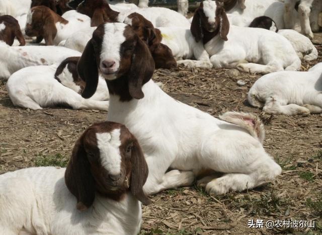 羊和蛇合伙做生意好吗，属蛇与属羊共事怎么样