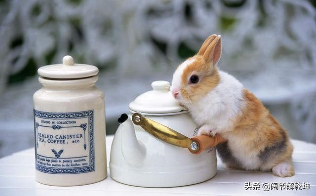 属马人今日运势查询，属马人今日运势