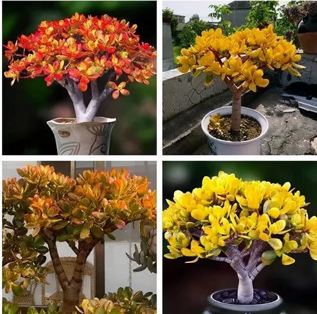 属蛇人家中适合挂哪些画，属蛇的人卧室挂什么画适合