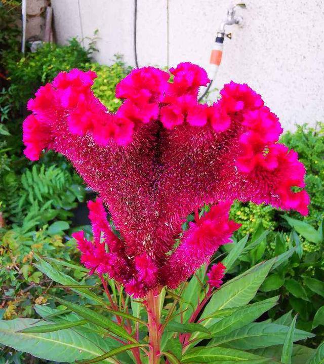 十二生肖对应水晶，十二生肖佩戴水晶表