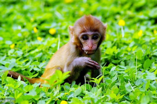 属猴人的命运如何，属猴2022 年运势及运程