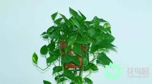 属蛇人风水更好的头像，蛇最招财的微信 名