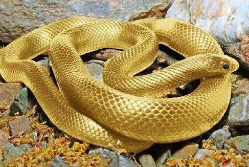 属蛇的三大坎是什么，三大体系证书是什么