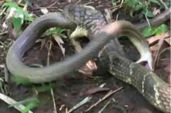 为什么属蛇智商排之一蛇图，射手座智商高的可怕