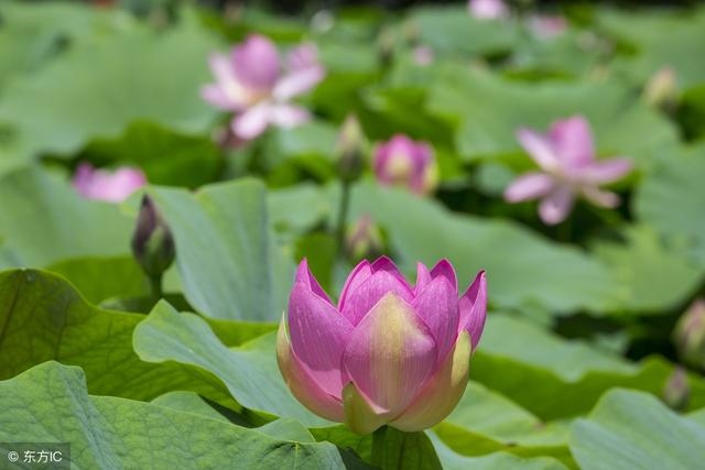 属蛇这个月的财运好吗，属蛇今日财运和运势