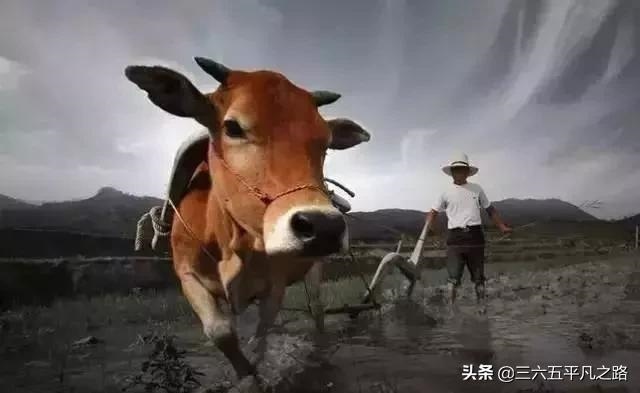 2生肖排序年龄2022，2022年十二神煞对照表"