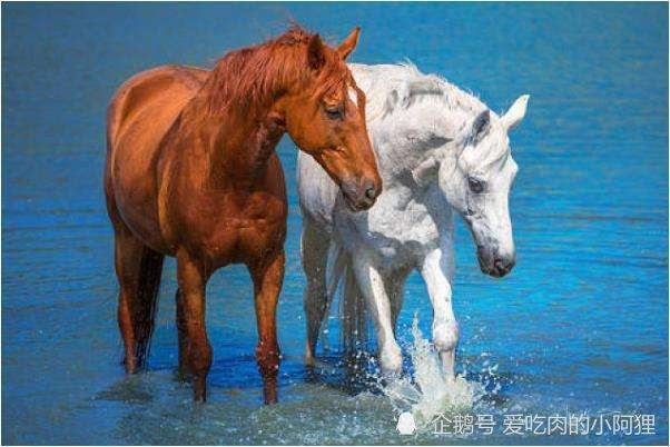 属马的最合的三个生肖，属马的三合三冲生肖是什么