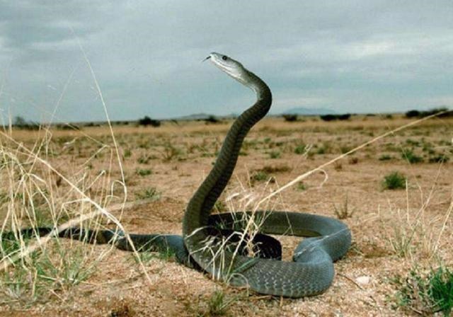 农历8月的蛇好不好,属蛇的人农历8月