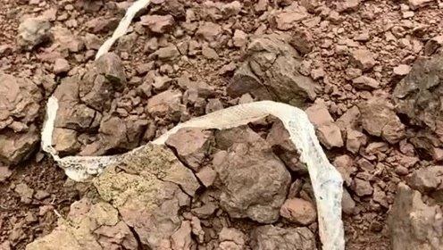 属蛇怕什么属相，属蛇的跟什么属相犯冲