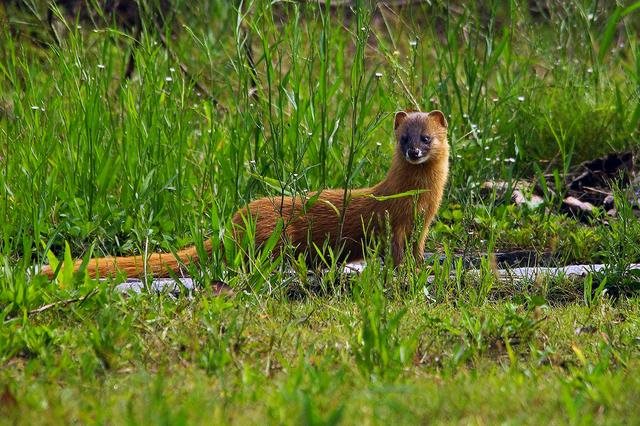把蛇打死了会倒霉吗，进家的蛇打死了意味着什么