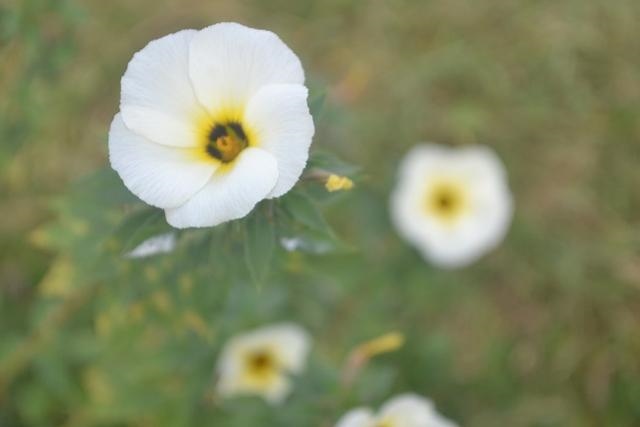 3年女2022年运势怎么样，81属鸡人的灾难年龄39岁"