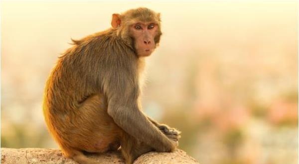 六八年属猴的今年命运如何女,92年属猴30岁有一劫2022