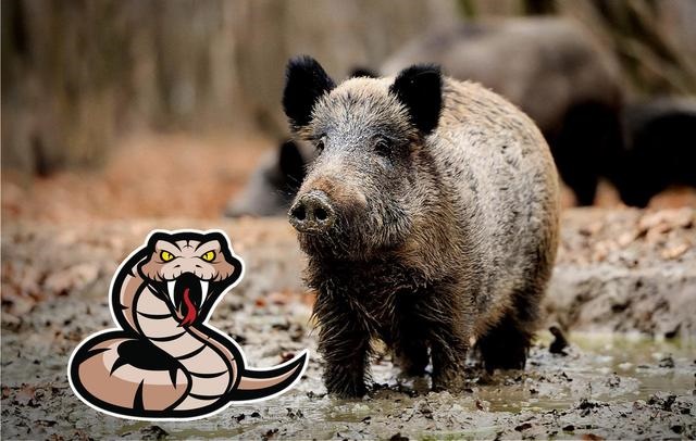 十二生肖蛇的天敌是什么动物,十二生肖蛇的故事