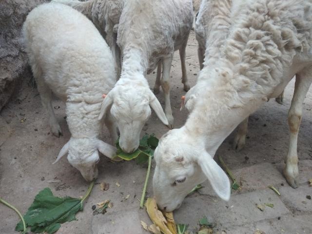 羊为什么不怕人,羊有没有攻击