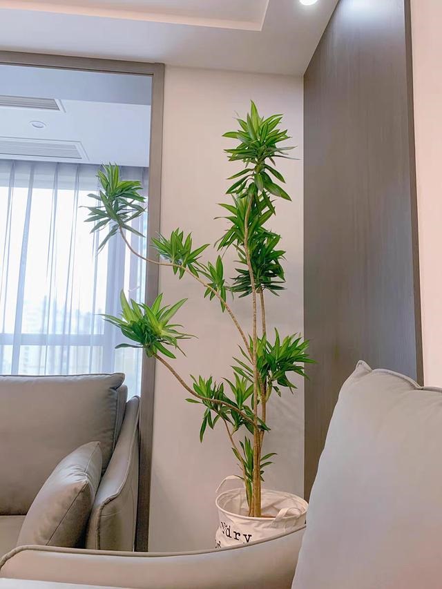 属蛇人家中适合挂哪些画，属蛇的人卧室挂什么画适合