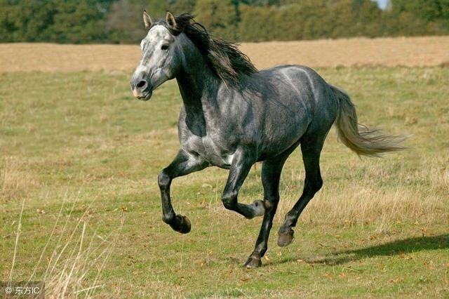 属马的贵人是什么生肖，属马的克星是什么生肖